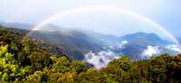 LS141 Rainbow, Dorrigo National Park NSW